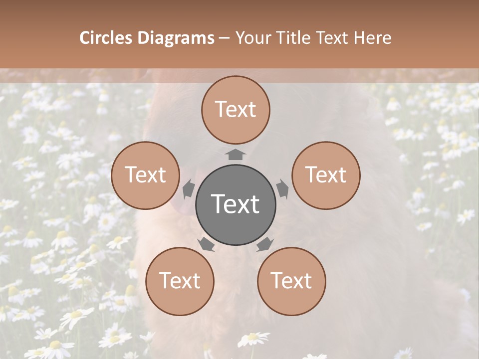 Golden Retriever Sitting In Field Of Daisies PowerPoint Template