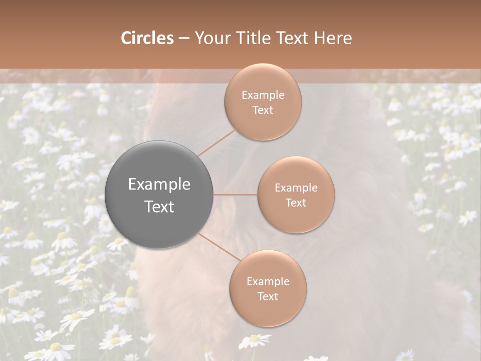 Golden Retriever Sitting In Field Of Daisies PowerPoint Template