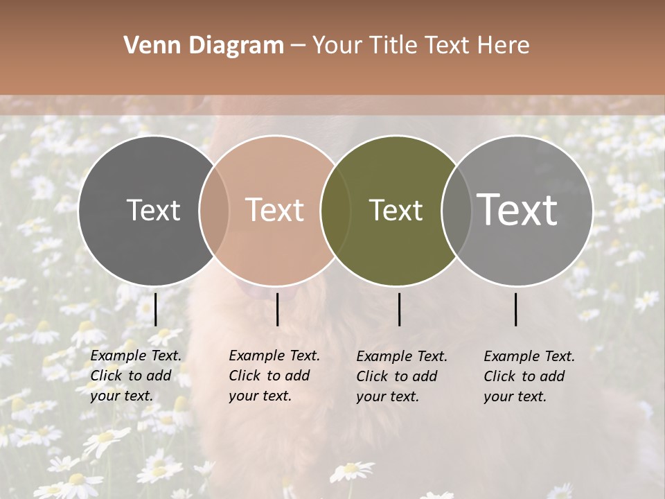 Golden Retriever Sitting In Field Of Daisies PowerPoint Template