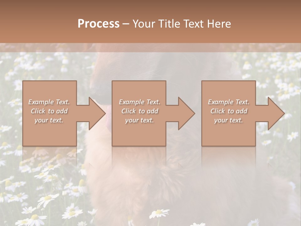 Golden Retriever Sitting In Field Of Daisies PowerPoint Template