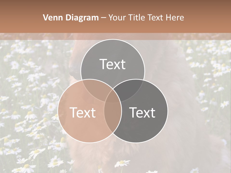 Golden Retriever Sitting In Field Of Daisies PowerPoint Template
