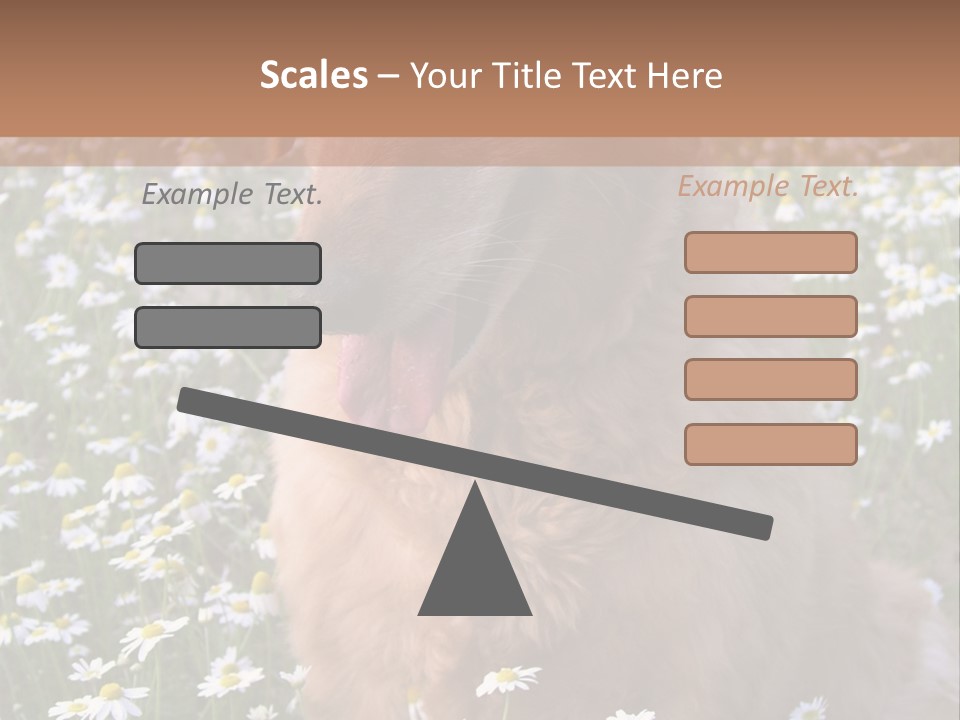 Golden Retriever Sitting In Field Of Daisies PowerPoint Template