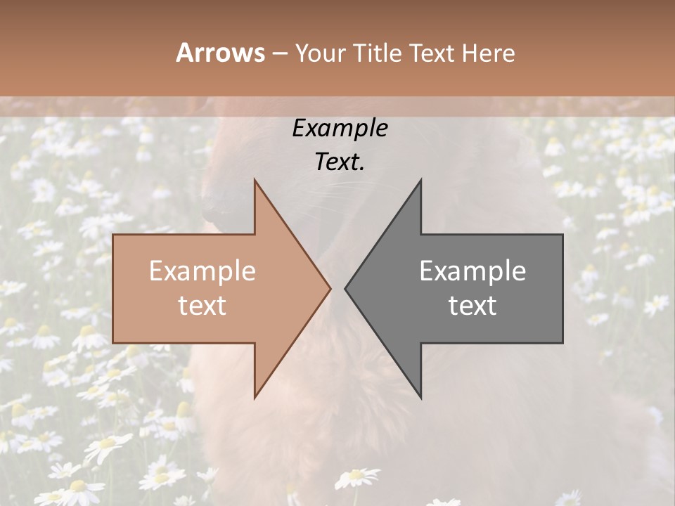 Golden Retriever Sitting In Field Of Daisies PowerPoint Template