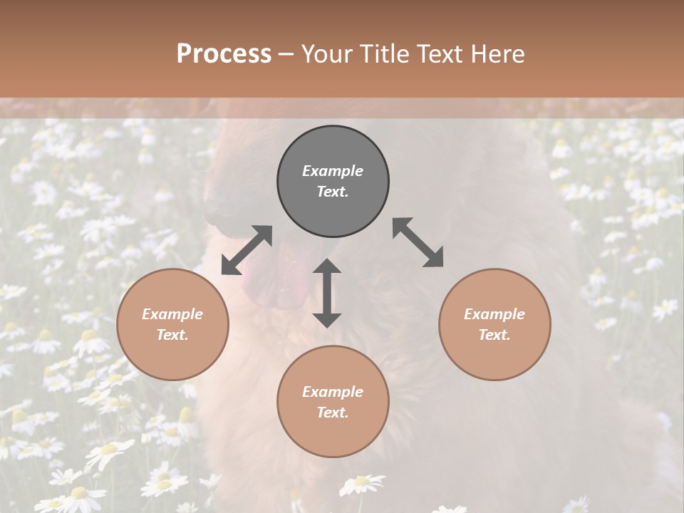 Golden Retriever Sitting In Field Of Daisies PowerPoint Template