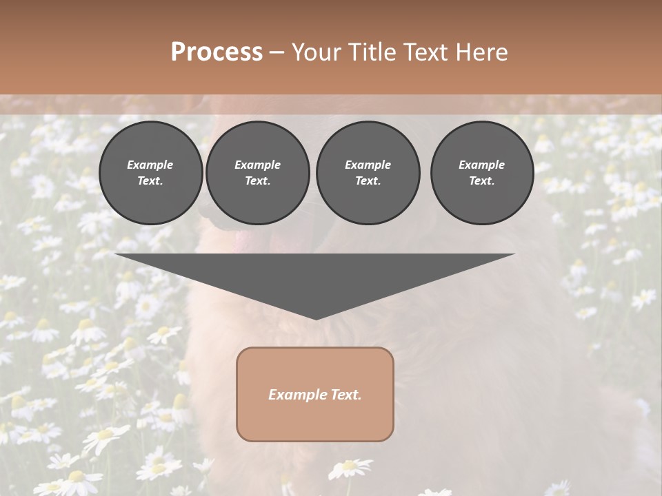 Golden Retriever Sitting In Field Of Daisies PowerPoint Template