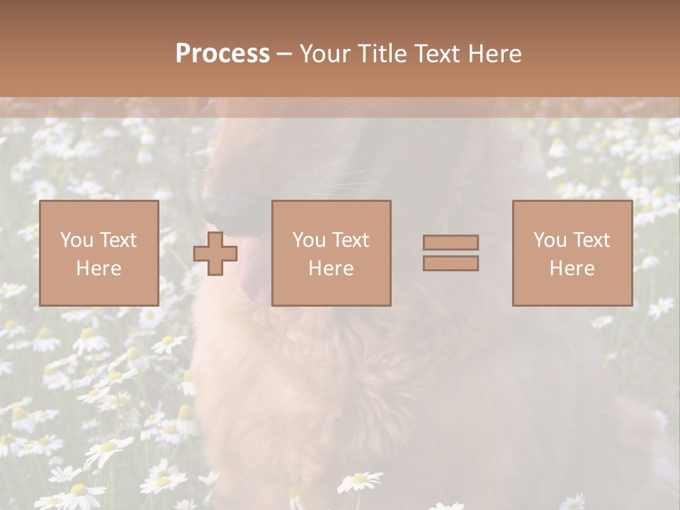 Golden Retriever Sitting In Field Of Daisies PowerPoint Template