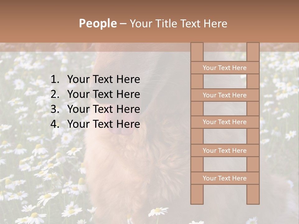 Golden Retriever Sitting In Field Of Daisies PowerPoint Template