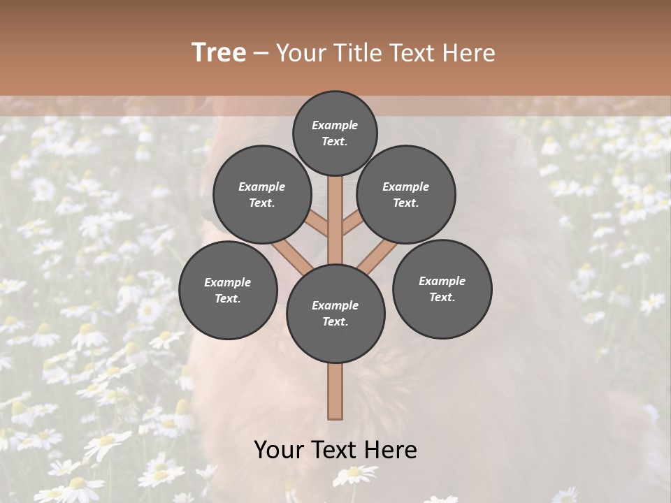 Golden Retriever Sitting In Field Of Daisies PowerPoint Template