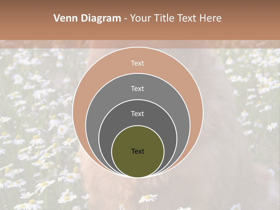 Golden Retriever Sitting In Field Of Daisies PowerPoint Template