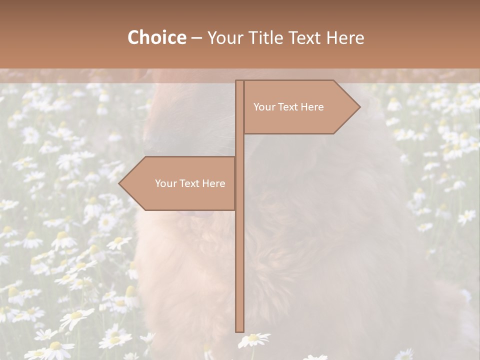 Golden Retriever Sitting In Field Of Daisies PowerPoint Template