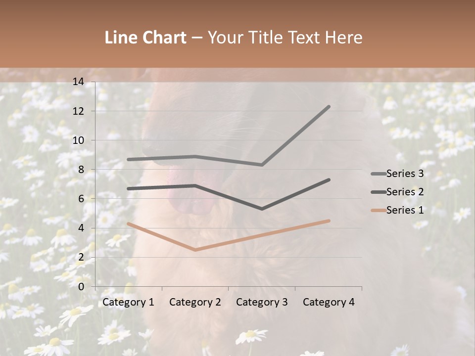 Golden Retriever Sitting In Field Of Daisies PowerPoint Template