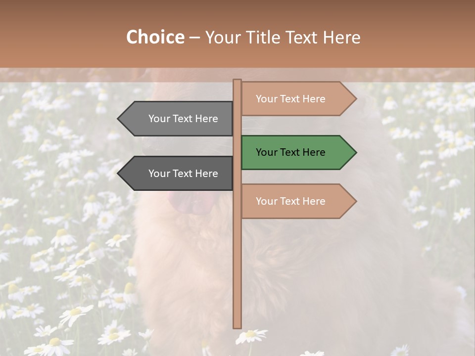 Golden Retriever Sitting In Field Of Daisies PowerPoint Template