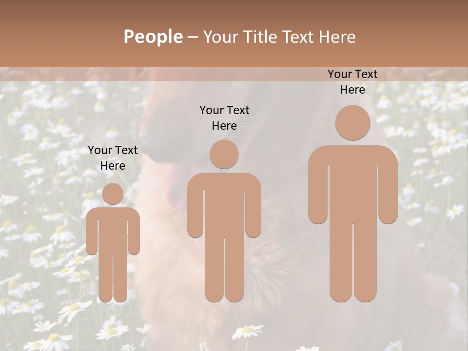 Golden Retriever Sitting In Field Of Daisies PowerPoint Template