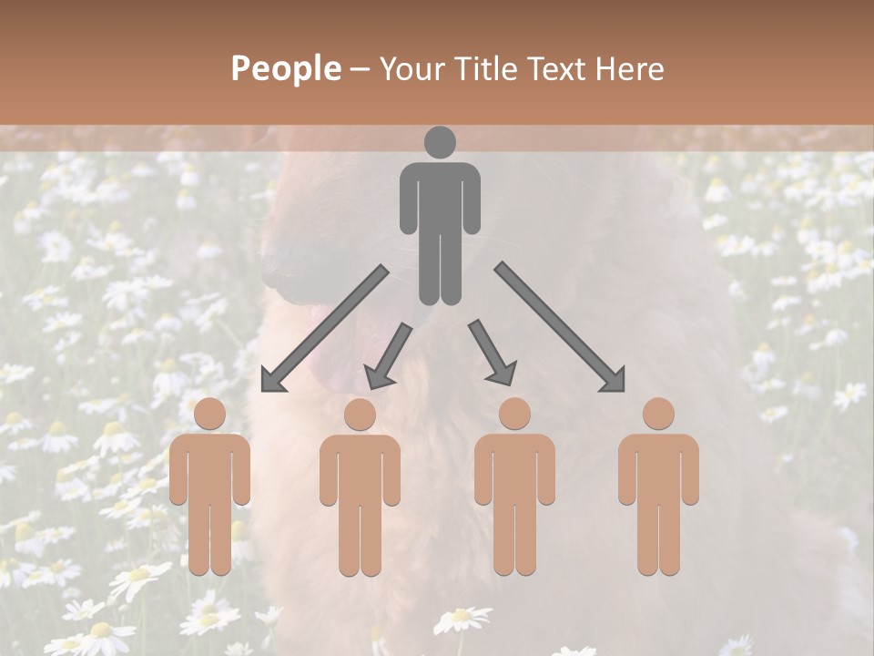 Golden Retriever Sitting In Field Of Daisies PowerPoint Template