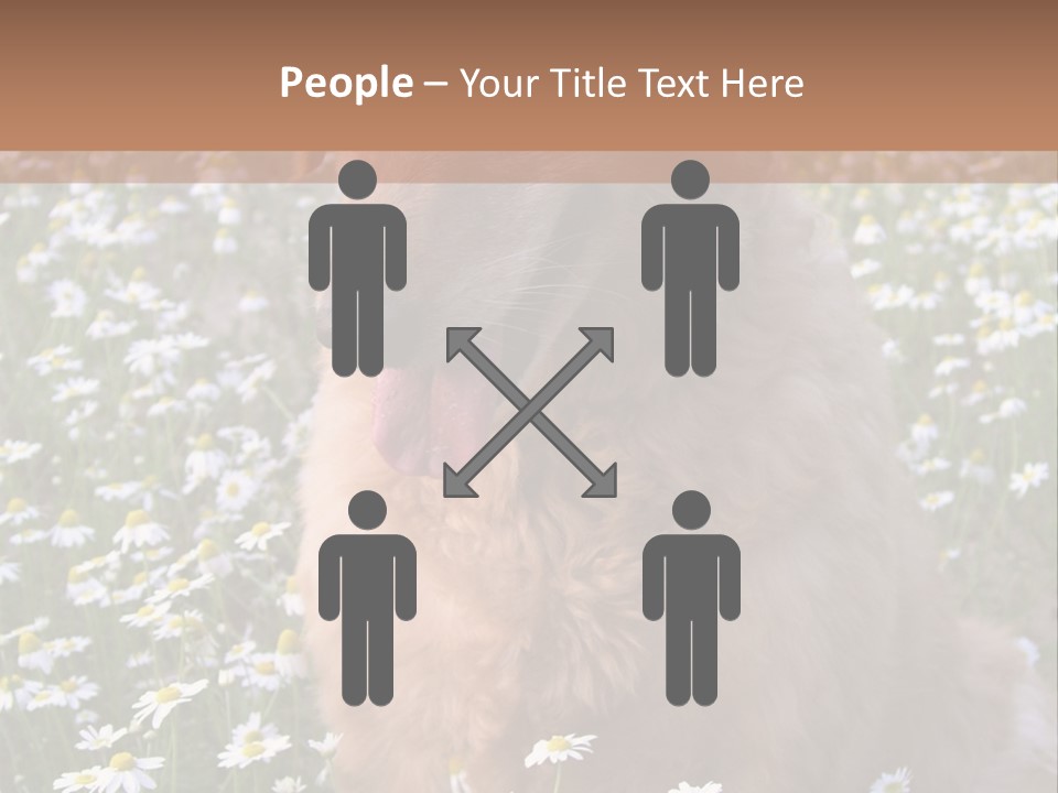 Golden Retriever Sitting In Field Of Daisies PowerPoint Template