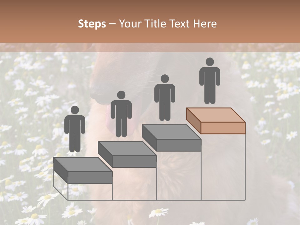 Golden Retriever Sitting In Field Of Daisies PowerPoint Template