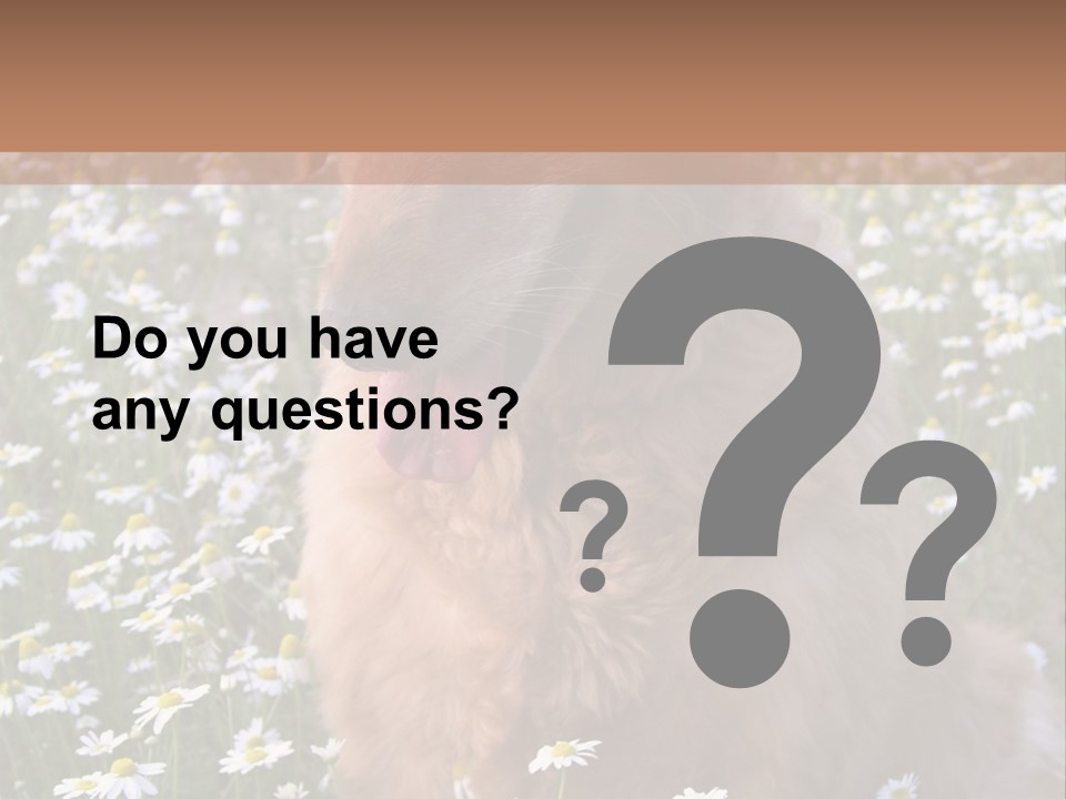 Golden Retriever Sitting In Field Of Daisies PowerPoint Template