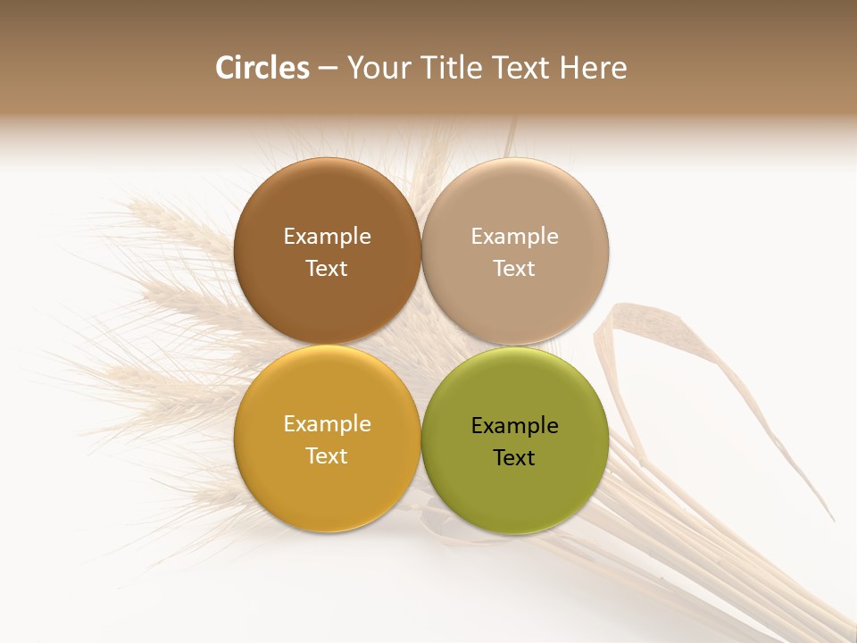 Bundle Of Wheat Isolated On White PowerPoint Template