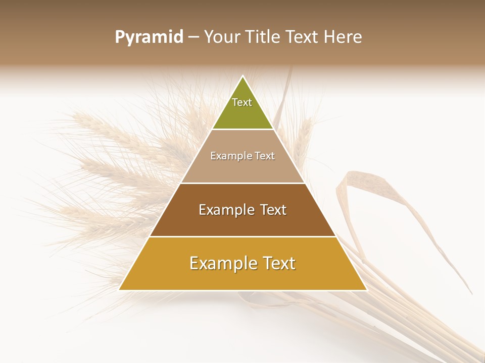 Bundle Of Wheat Isolated On White PowerPoint Template