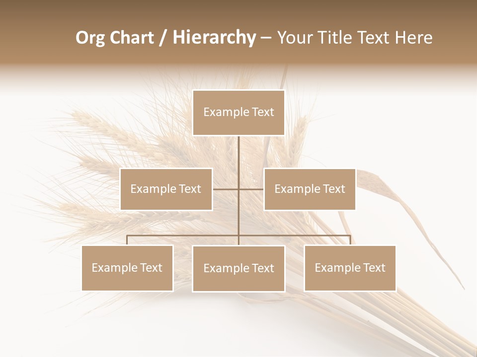 Bundle Of Wheat Isolated On White PowerPoint Template