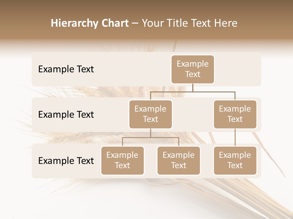 Bundle Of Wheat Isolated On White PowerPoint Template