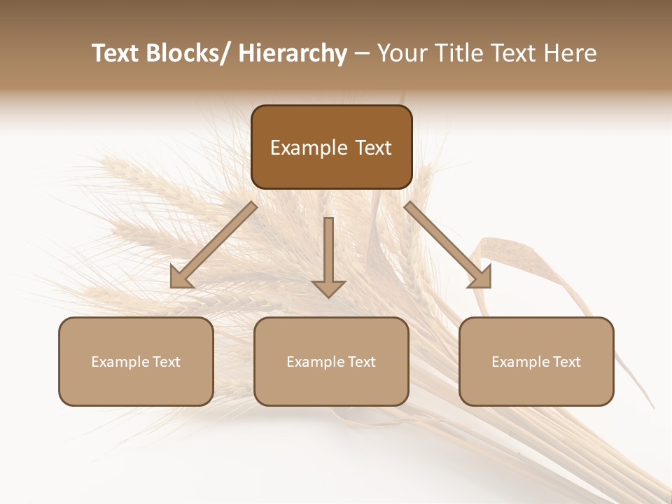 Bundle Of Wheat Isolated On White PowerPoint Template