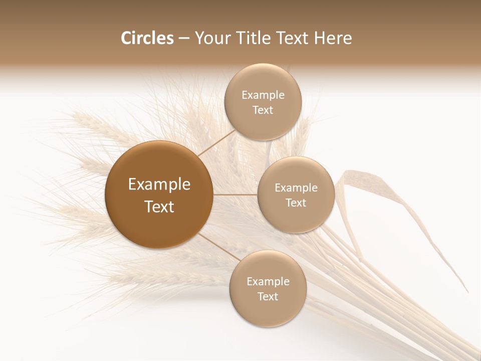 Bundle Of Wheat Isolated On White PowerPoint Template