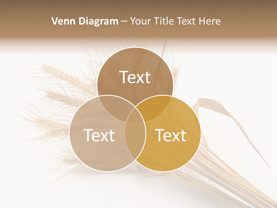 Bundle Of Wheat Isolated On White PowerPoint Template