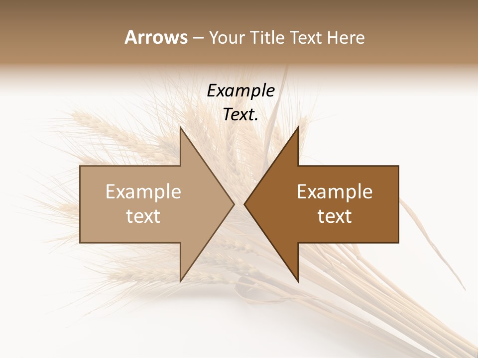 Bundle Of Wheat Isolated On White PowerPoint Template