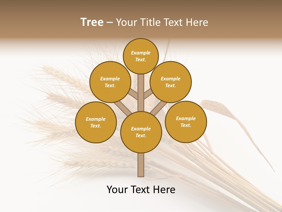 Bundle Of Wheat Isolated On White PowerPoint Template