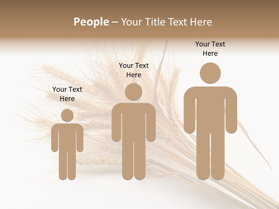 Bundle Of Wheat Isolated On White PowerPoint Template