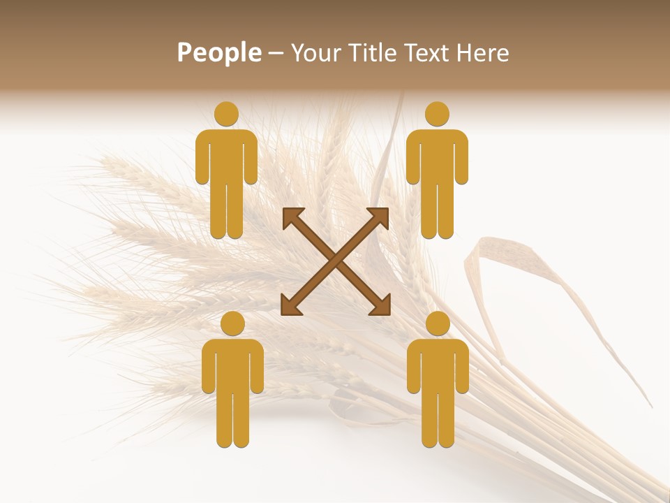 Bundle Of Wheat Isolated On White PowerPoint Template