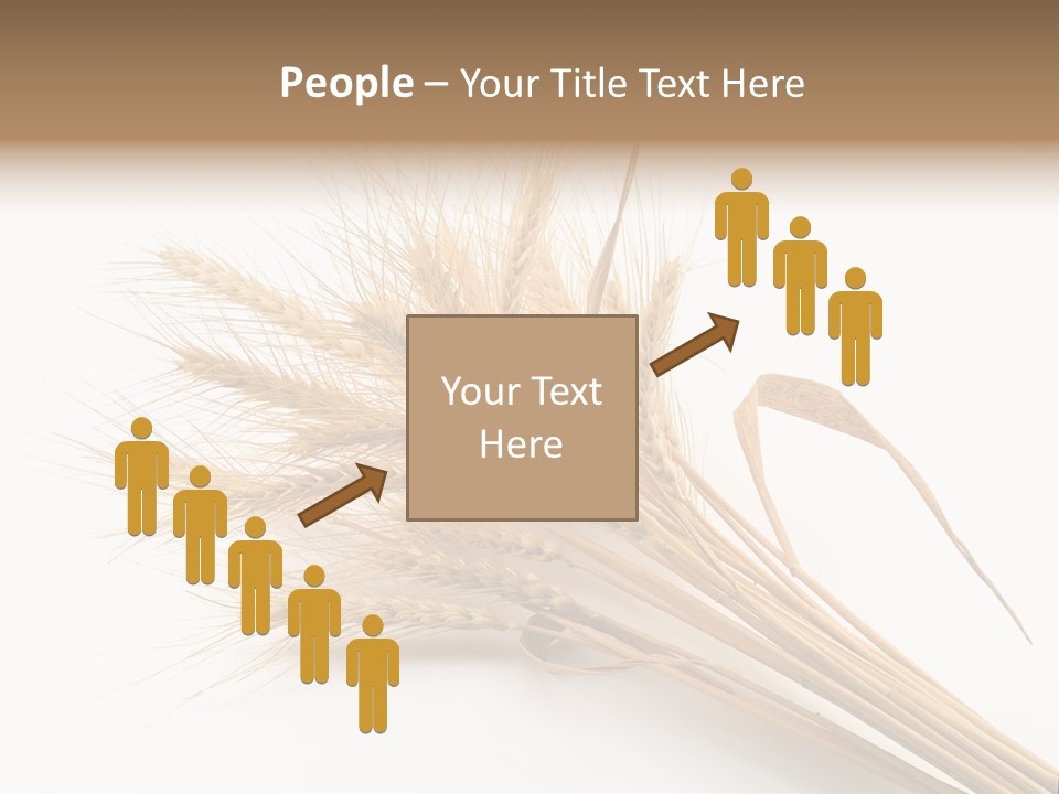 Bundle Of Wheat Isolated On White PowerPoint Template