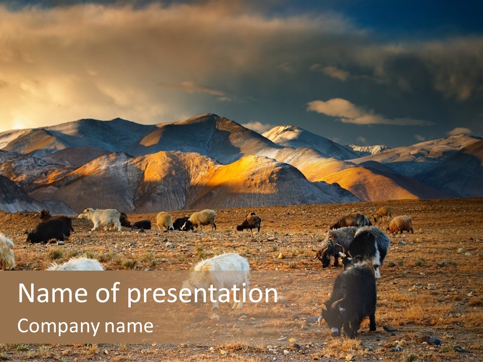 Tibetan Landscape With Grazing Sheep And Goats PowerPoint Template