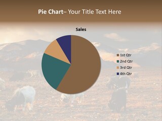 Tibetan Landscape With Grazing Sheep And Goats PowerPoint Template