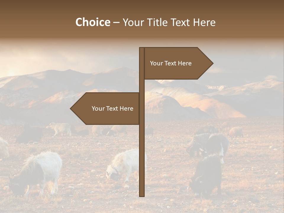 Tibetan Landscape With Grazing Sheep And Goats PowerPoint Template
