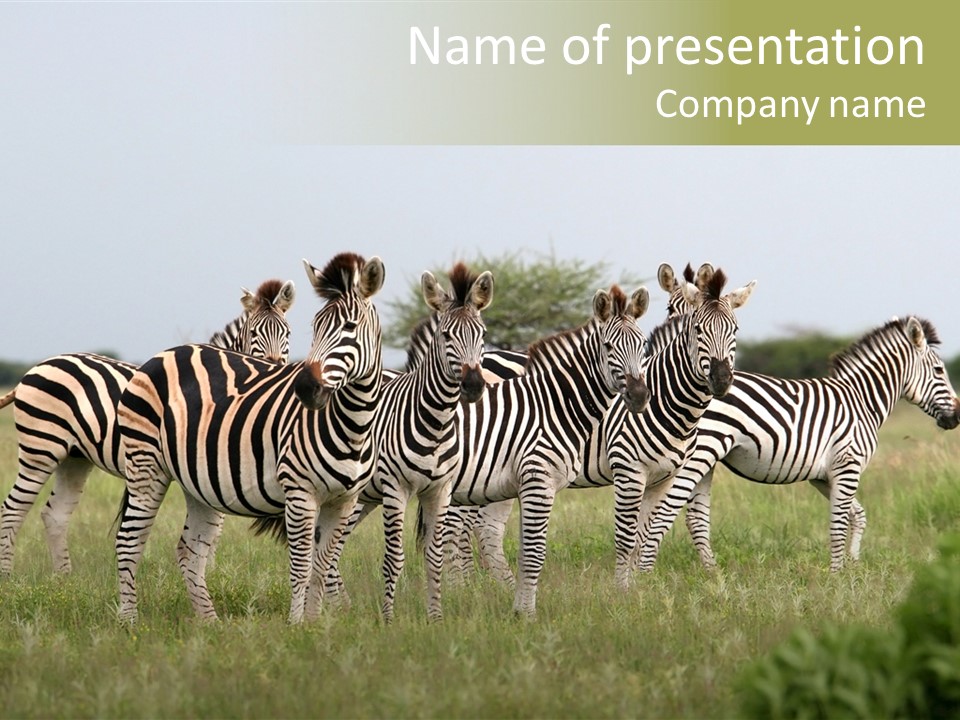 Herd Of Burchell's Zebras Looking At Camera. Nxai Pans National Park. Botswana. Africa PowerPoint Template