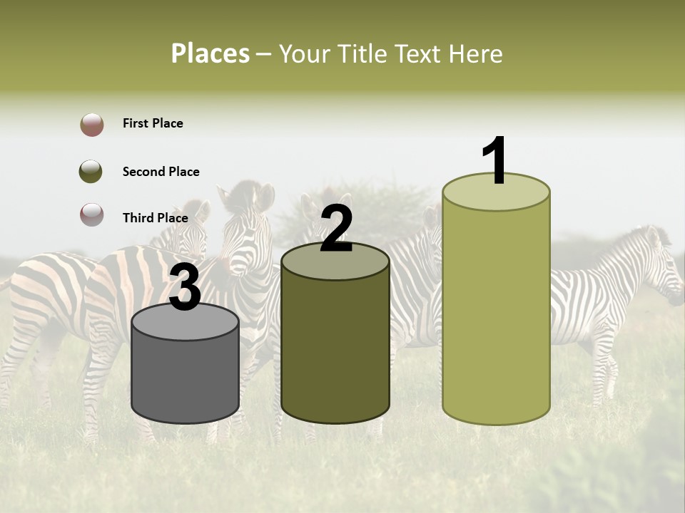 Herd Of Burchell's Zebras Looking At Camera. Nxai Pans National Park. Botswana. Africa PowerPoint Template