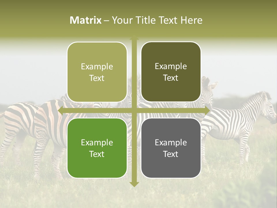 Herd Of Burchell's Zebras Looking At Camera. Nxai Pans National Park. Botswana. Africa PowerPoint Template