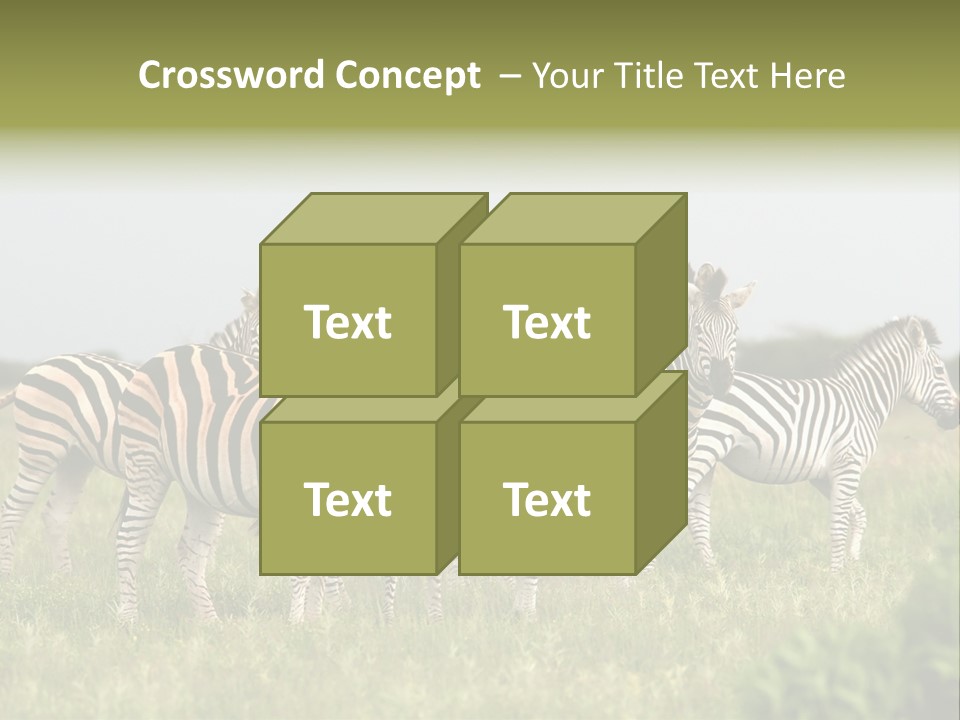 Herd Of Burchell's Zebras Looking At Camera. Nxai Pans National Park. Botswana. Africa PowerPoint Template