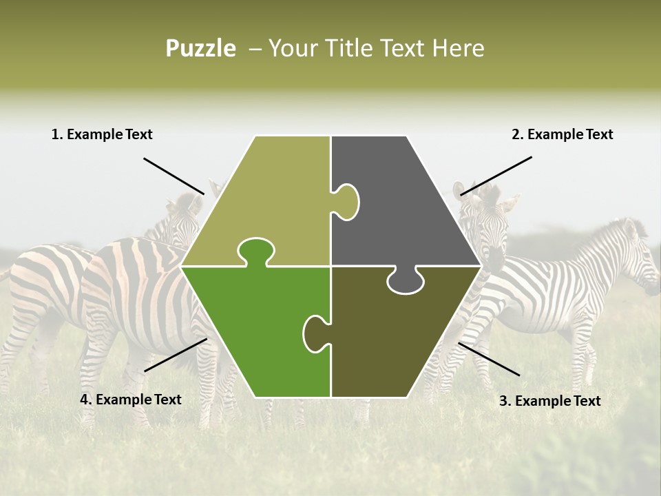 Herd Of Burchell's Zebras Looking At Camera. Nxai Pans National Park. Botswana. Africa PowerPoint Template