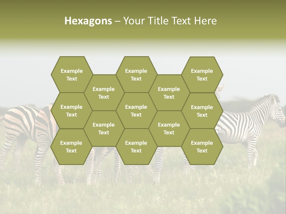 Herd Of Burchell's Zebras Looking At Camera. Nxai Pans National Park. Botswana. Africa PowerPoint Template