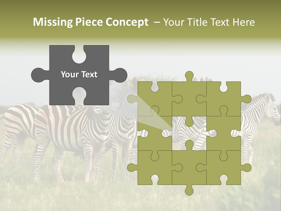 Herd Of Burchell's Zebras Looking At Camera. Nxai Pans National Park. Botswana. Africa PowerPoint Template