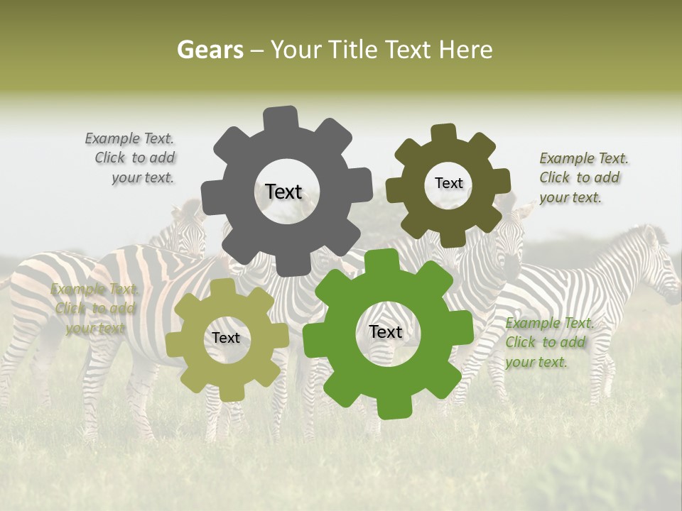 Herd Of Burchell's Zebras Looking At Camera. Nxai Pans National Park. Botswana. Africa PowerPoint Template