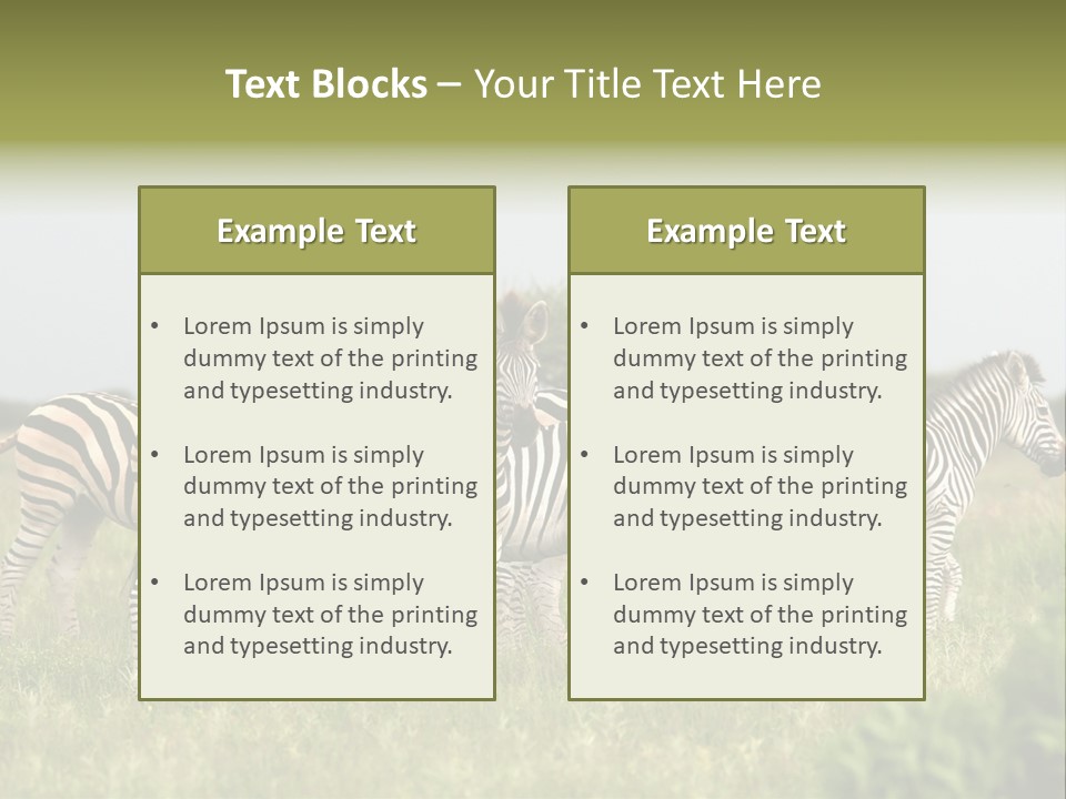 Herd Of Burchell's Zebras Looking At Camera. Nxai Pans National Park. Botswana. Africa PowerPoint Template