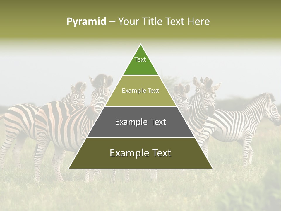 Herd Of Burchell's Zebras Looking At Camera. Nxai Pans National Park. Botswana. Africa PowerPoint Template