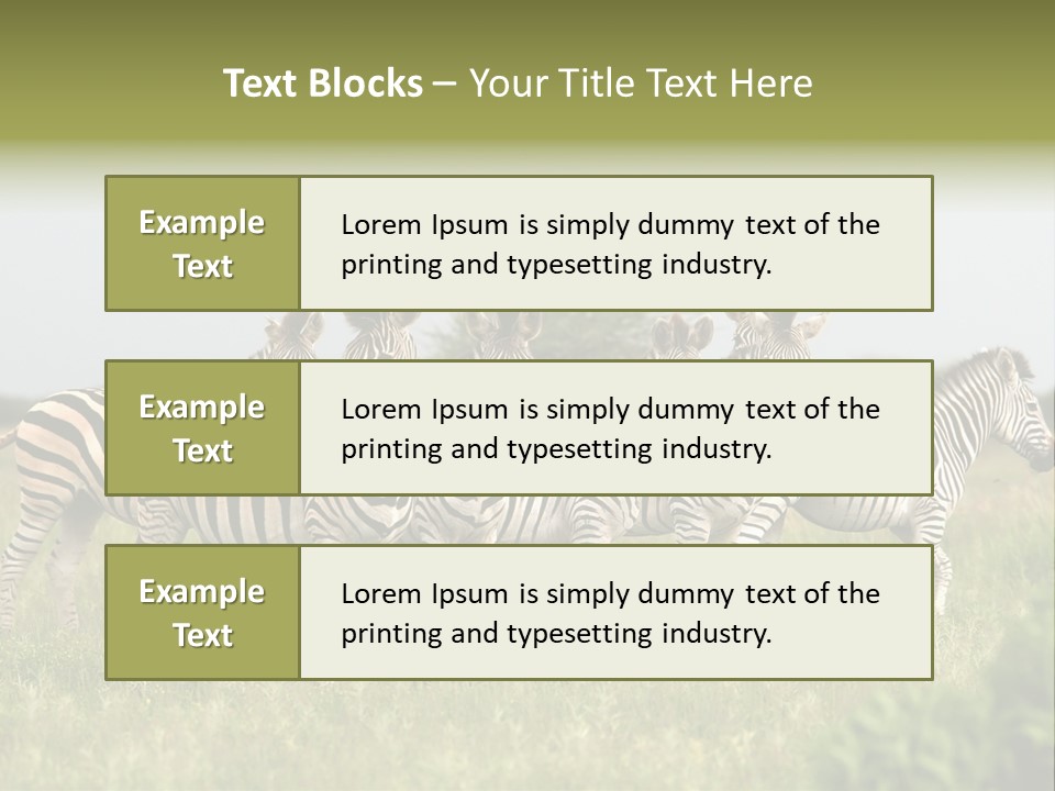Herd Of Burchell's Zebras Looking At Camera. Nxai Pans National Park. Botswana. Africa PowerPoint Template