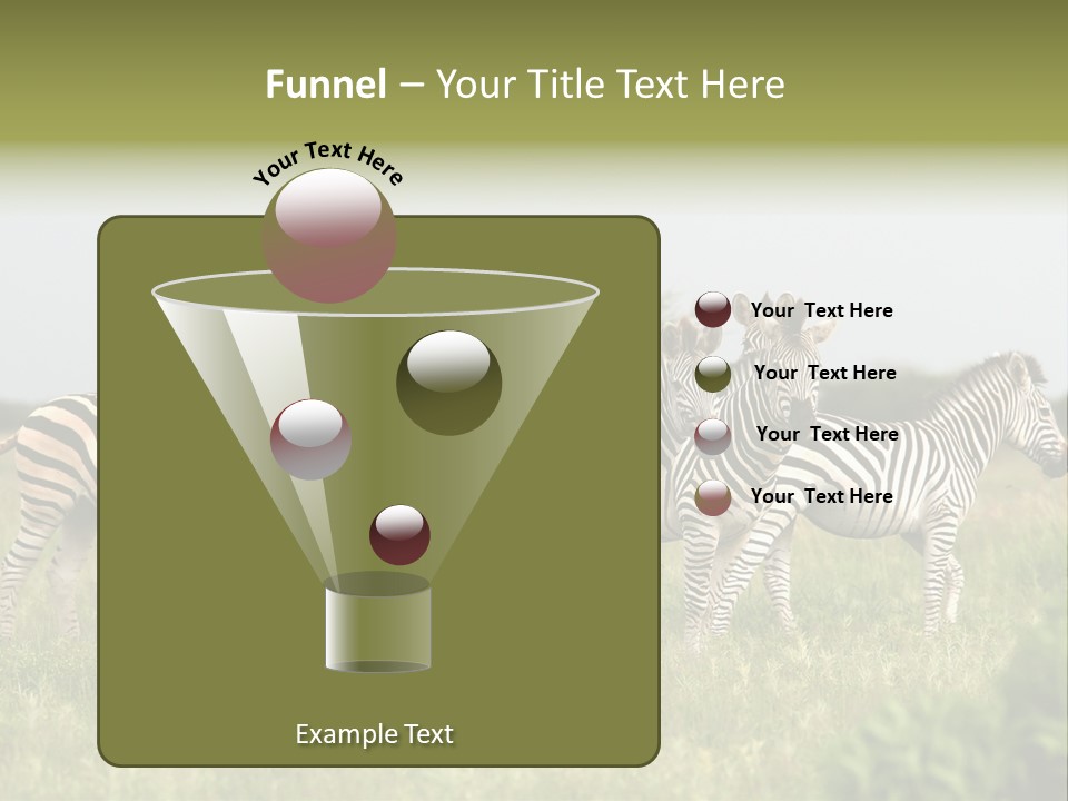 Herd Of Burchell's Zebras Looking At Camera. Nxai Pans National Park. Botswana. Africa PowerPoint Template