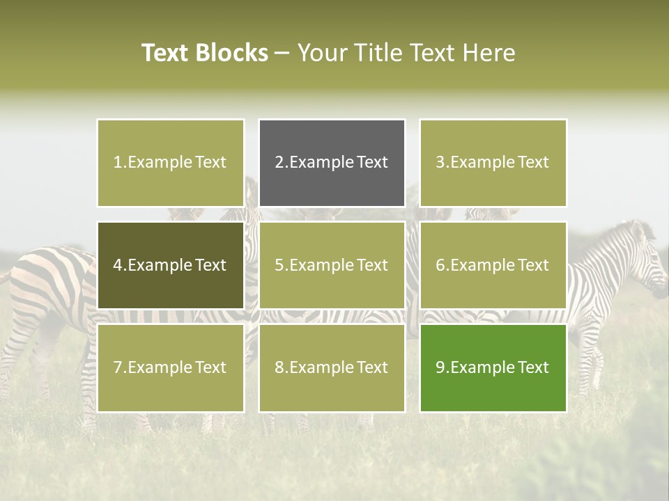 Herd Of Burchell's Zebras Looking At Camera. Nxai Pans National Park. Botswana. Africa PowerPoint Template