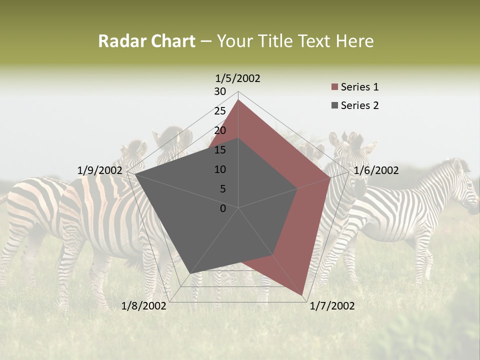 Herd Of Burchell's Zebras Looking At Camera. Nxai Pans National Park. Botswana. Africa PowerPoint Template